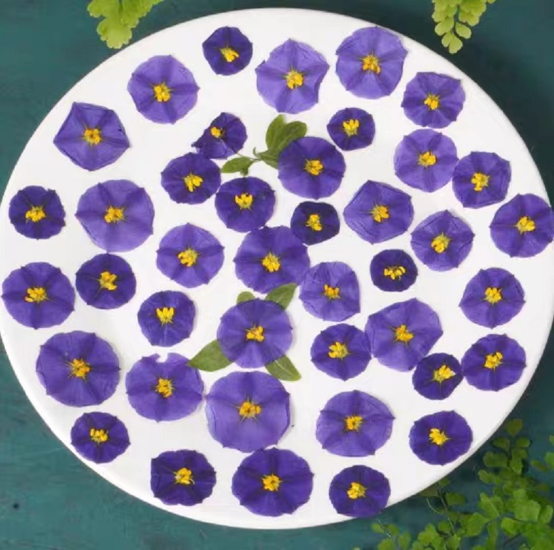 Dried Flower Bookmark - 100 sztuk prasowane suszone Lycianthes rantonnetii