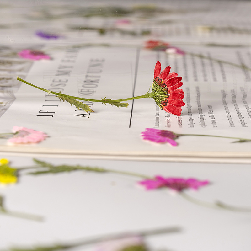 5-8cm/24szt., Kryształowe chry – Dried Flower Bookmark recenzja i cena